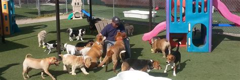 doggie daycare in las vegas.